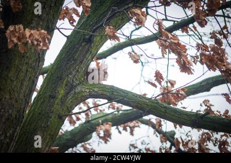 Squirrel on a tree in autumn Stock Photo
