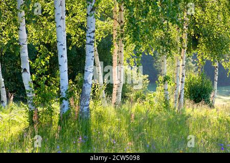 Birch-trees in the sun. Stock Photo