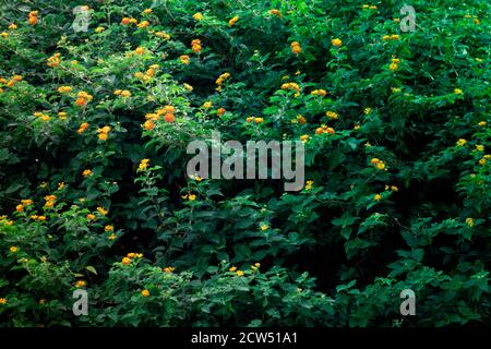 Trollius asiaticus - bright orange flowers in a forest green meadow Stock Photo