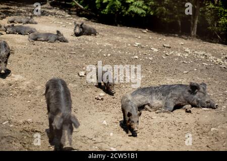 Cute black wild pigs lying in the swamp. Photo of wild nature. Stock Photo