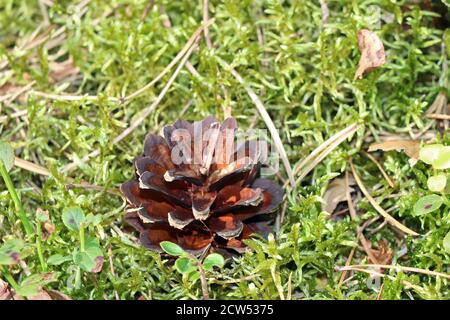 Pine cones on moss in the forest Autumn Germany Stock Photo