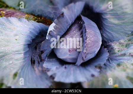 red cabbage growing in the field; closeup with raindrops Stock Photo