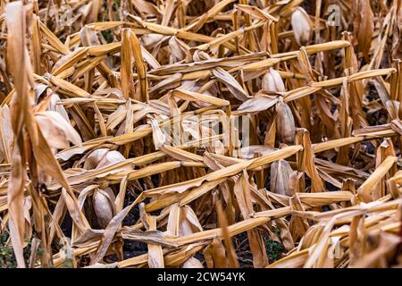 Crop damage due to drought and storms in maize in Germany Stock Photo