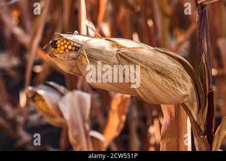 A corn stalk in autumn is waiting to be harvested after the dry summer Stock Photo