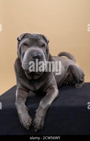 A Standing grey Sharpei dog looking at the camera isolated on a beige background Stock Photo
