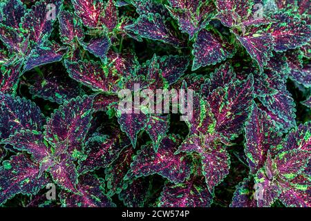 Green decorative plants. Natural background of green and red leaves. Stock Photo