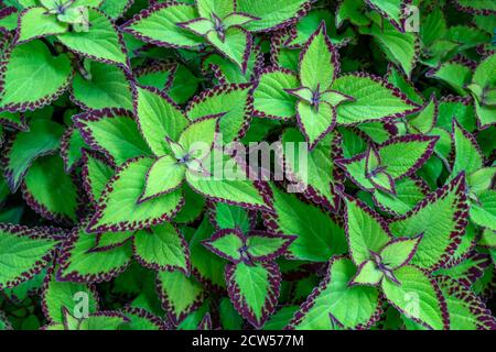 Green decorative plants. Natural background of green leaves. Stock Photo