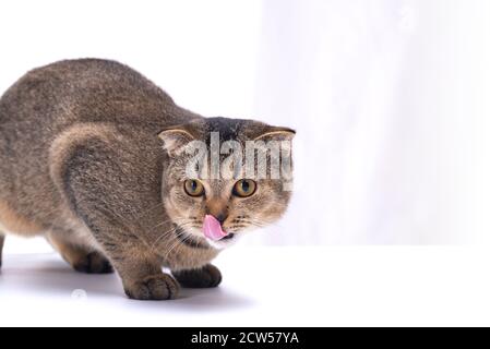 Scottish fold cat licks its face on a light background Stock Photo