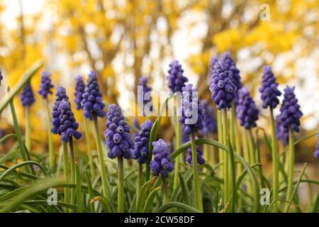 a group blue grape hyacinths with a white and yellow background in the garden in winter Stock Photo