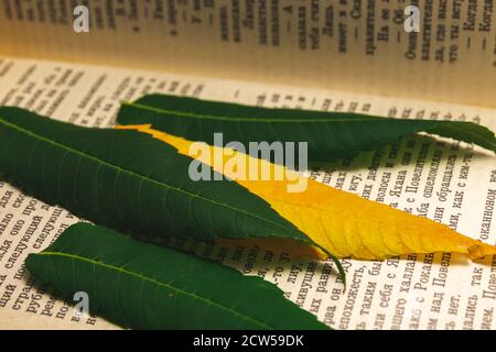 Border Frame of colored autumn leaves falling isolated on white background Stock Photo