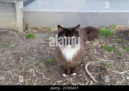 A Black and white persian cat standing in a garden looking at the camera closeup Stock Photo