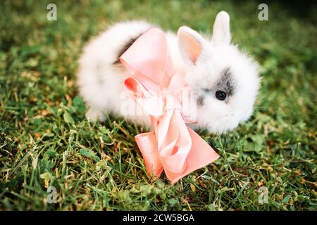 Little white rabbit with pink ribbon in the grass Stock Photo