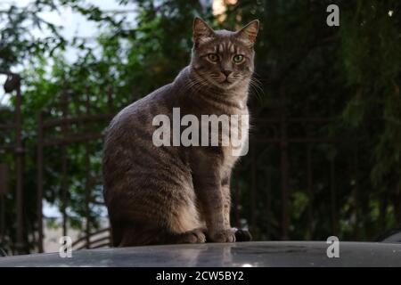 Gray brindle persian cat on the roof of a car Stock Photo