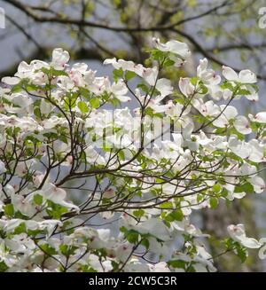 New white azalea flowers reach upward yearning toward the sun. Trees and branches in background with great bokeh background. Stock Photo