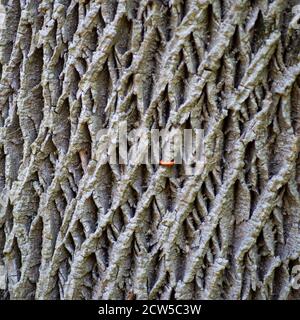 Closeup of gray Ash tree bark in natural light with red staple. Ancient tree with thick deep bark in intricate tactile nature pattern background. Stock Photo