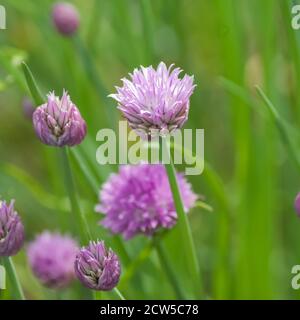 Chives blossom in organic herb garden, green bokeh background give tranquil green setting to purple blossoms. Macro detail and selective focus make th Stock Photo