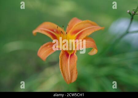 Full frame image with copy space shot in natural light with selective focus on foreground tongue shaped orange petal. Bright summer colors and delicat Stock Photo
