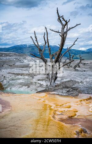 Mammoth Hot Springs in yellowstone national park, wyoming, usa Stock Photo