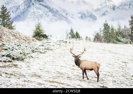 Impressive Rocky mountain bull elk walking in meadow. Stock Photo