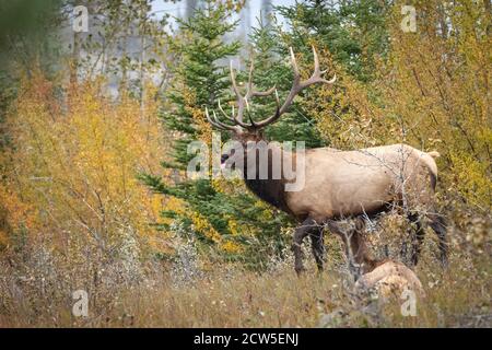 Large mature bull elk in beautiful fall colour brush.. Stock Photo