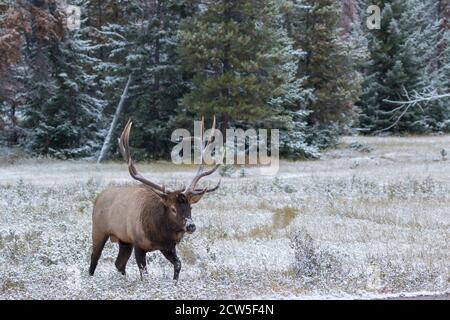 Magnificent bull elk walking in snow covered meadow Stock Photo