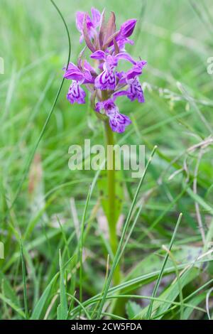 Dactylorhiza maculata known as heath spotted-orchid or moorland spotted orchid Stock Photo