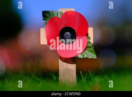 Poppy appeal symbol. Red puppy flower placed on the small wooden cross in the green grass. Shallow depth of field. Stock Photo