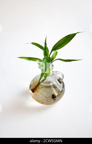 Concept of plant - bamboo on white background Stock Photo - Alamy