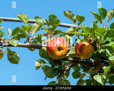 Apple, variety Lord Lambourne, ripening on a trained tree branch in an orchard with a blue sky background Stock Photo
