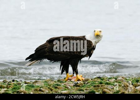 Closeup portrait of a bald eagle standing on a rocky shoreline Stock Photo