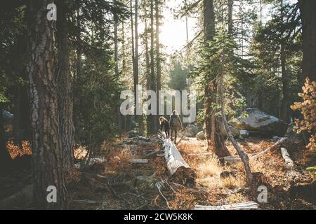 Children hiking in the wooded forest at sunset Stock Photo