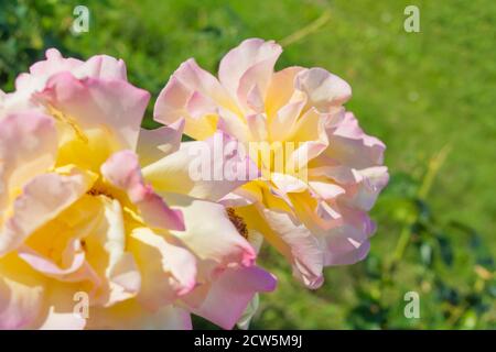 Yellow and pink rose flower. Close-up photo of garden flower with shallow depth of field Stock Photo