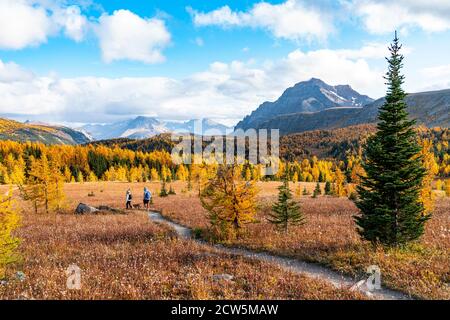 Hiking Through Larches During Autumn in Healey Pass Banff Stock Photo