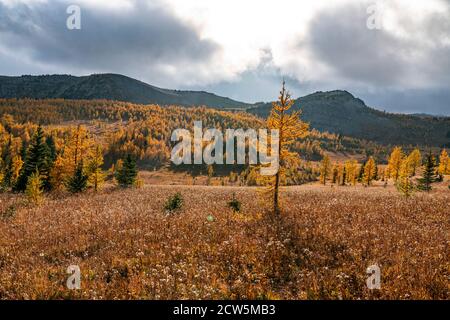 Yellow Larches Changing Their Colours During Fall in the Rockies Stock Photo