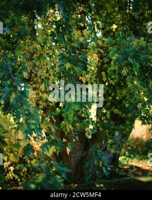 Bigleaf Maple tree in Summer with green leaves turning  yellow b Stock Photo