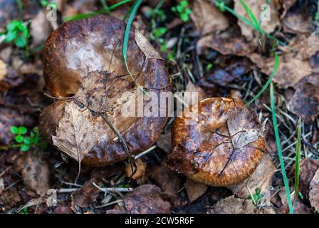 two brown mushrooms in autumn forest Stock Photo