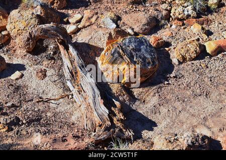 Petrified Wood close up, colorful shades of red, orange, purple, yellow and grey example of fossilized mineralization and permineralization Stock Photo