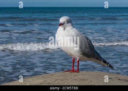 Red-billed Gull standing on a Moeraki Boulder, South Island of New Zealand Stock Photo