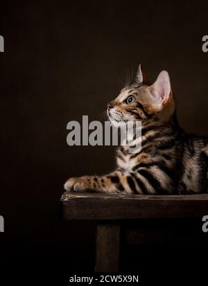Pure breed Bengal male kitten/cat Stock Photo