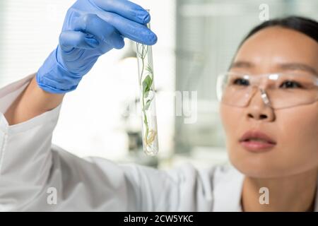 Hand of laboratory worker looking at flask containing green lab-grown soy sprout Stock Photo