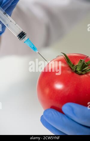 Gloved hands of contemporary scientific researcher injecting red ripe tomato Stock Photo