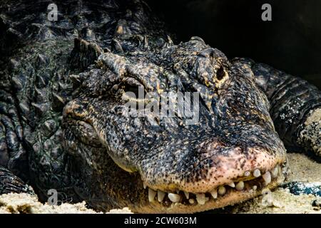 The closeup image of Chinese alligator (Alligator sinensis). A critically endangered crocodile endemic to China.  Dark gray or black in color Stock Photo