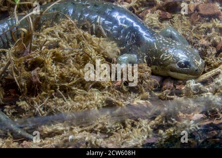western tiger salamander (Ambystoma mavortium) is a species of mole salamander found from southwestern Canada ,  western United States Stock Photo