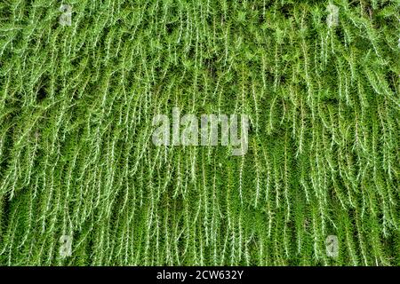 Green plants on the wall background Stock Photo