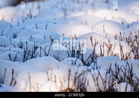 Thorny branches of trimmed bushes are covered with fresh snow. Copy space background Stock Photo