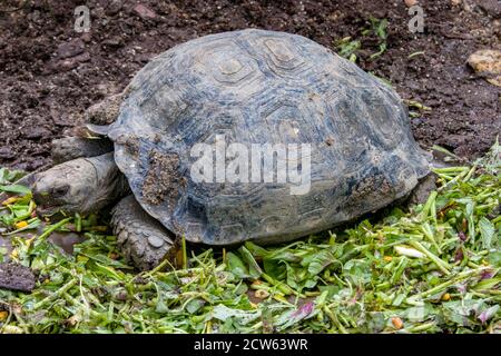 The Asian forest tortoise (Manouria emys) is a species of tortoise in the family Testudinidae. The species is endemic to Southeast Asia. Stock Photo