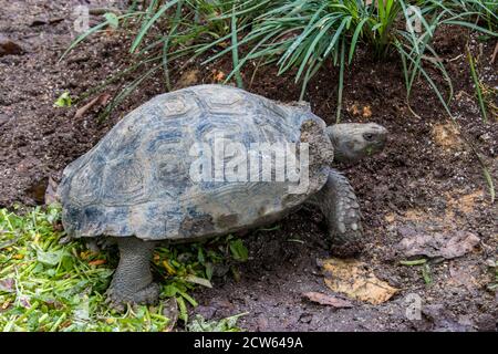 The Asian forest tortoise (Manouria emys) is a species of tortoise in the family Testudinidae. The species is endemic to Southeast Asia. Stock Photo