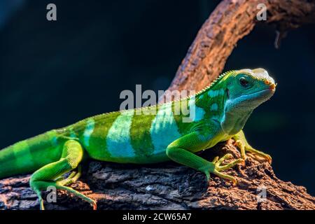 the closeup image of Fiji banded iguana (Brachylophus ...