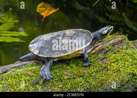 A painted terrapin (Batagur borneoensis) rests on the log, which is a ...