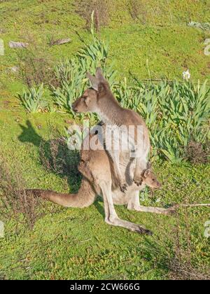 A young western grey kangaroo (Macropus fuliginosus), also referred to as a Joey, in the safety of its mother's pouch in Western Australia. Stock Photo